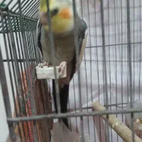 عروس هلندی  نر سخنگو  هست|پرنده|امیدیه, |دیوار