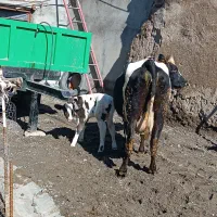 گاو جرسی|حیوانات مزرعه|هشترود, |دیوار