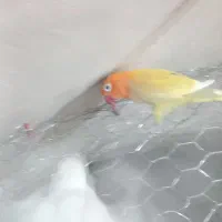 یکجفت کوتوله