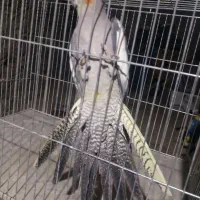 عروس هلندی|پرنده|میاندوآب, |دیوار