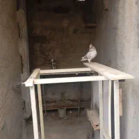 کبوتر گم شده نر