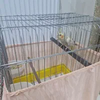 عروس هلندی باقفس