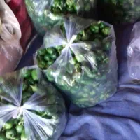 دلمه سبز|خوردنی و آشامیدنی|بهار, |دیوار