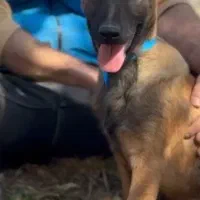 توله نر سه ماه بلژین مالینویز