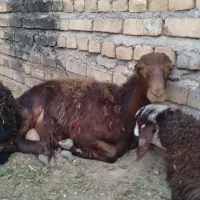 بره نر