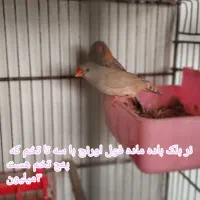 فنچ جامبون وپنکونی وکینگ ونرگسی|پرنده|رباط‌کریم, شترخوار|دیوار