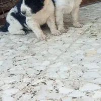 توله قدرجونی اصیل|سگ|اهواز, دانشگاه چمران|دیوار