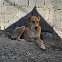 سگ فروشی|سگ|تربت جام, جلگه موسی آباد|دیوار