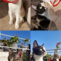 واگذاری گربه|گربه|رشت, خرسندی|دیوار