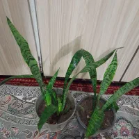 گلهای طبیعی سرحال|گل و گیاه طبیعی|شیروان (خراسان), |دیوار