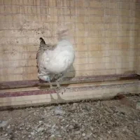 مرغ خانگی حدود ۶ ماه (تا دو،سه روز دیگه تخم میاد)|حیوانات مزرعه|یزد, |دیوار