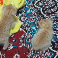 ۳ عدد گربه کوچولو