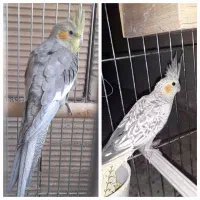 چهار عدد عروس هلندی|پرنده|هشتگرد, قاسم آباد بزرگ|دیوار