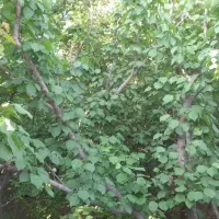 اجاره انواع درختان میوه بادام هلو