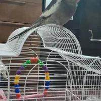 گمشده پرنده