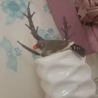 عروس  برزیلی فیشر  مرغ عشق  فنچ کینگ|پرنده|شوشتر, |دیوار