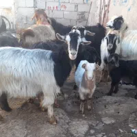 ۷ عدد بز بچه دار برای دامازدیخ|حیوانات مزرعه|اردبیل, |دیوار