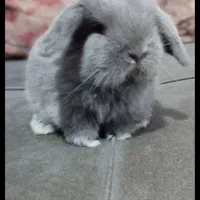 خرگوش لوپ اصیل رنگ بلو