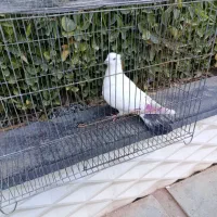 20عدد کفتر پرشی