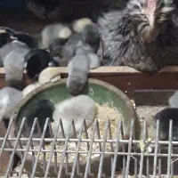 تخم مرغ گلین چهل تاج ریشو