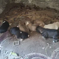 واگذاری توله سرابی|سگ|ایرانشهر, |دیوار