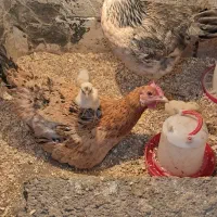 مرغ و خروس خانگی مرغ محلی تخم گذار