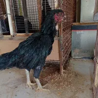 خروس و مرغ لاری دونگ بالا افغان..در رباط کریم|حیوانات مزرعه|تهران, بوستان ولایت|دیوار