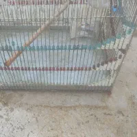 مرغ وخروس|حیوانات مزرعه|شیراز, میانرود|دیوار