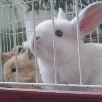 بچه خرگوش های ناز و بازیگوش|موش و خرگوش|قم, چهار مردان|دیوار