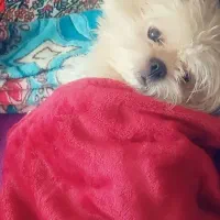 سگ .جفتگیری|سگ|مشهد, الهیه|دیوار