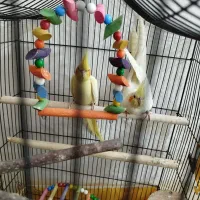 جفت عروس هلندی لوتینو