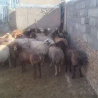 میش و بره ...بره ها جیره خور