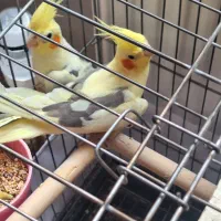 عروس هلندی|پرنده|بانه, |دیوار