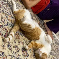 واگذاری گربه|گربه|تهران, سازمان آب|دیوار