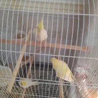 سه عدد عروس هلندی|پرنده|زاهدان, |دیوار