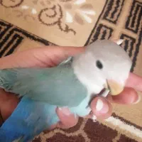 کوتوله برزیلی
