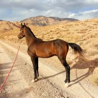 اسب عرب خالص معاوضه با موتور دارم