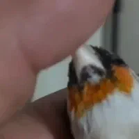 پرنده سهره زاغ و چونه سفید‌|پرنده|ری, دولت‌آباد|دیوار