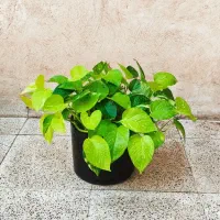 پتوس سه رنگ سانسوریا پاکوتاه
