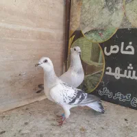 جفت شامی کرمونی نرو‌ماده چپ ساده کاکولی