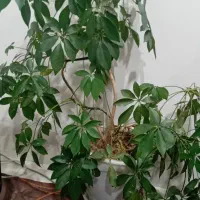 گل وگیاه خانگی|گل و گیاه طبیعی|اشنویه, |دیوار