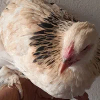 جوجه مرغ خروس برهما تخچه