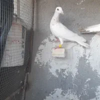 سار نر    سینه مشهدی ماده   سینه زرد نر