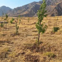 فروش زمین|فروش زمین و ملک کلنگی|طالقان, |دیوار