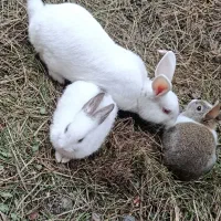 خرگوش|موش و خرگوش|ماسال, |دیوار