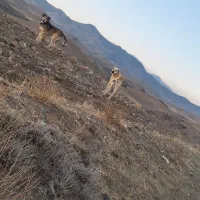 سگ سرابی گله دار