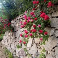 سلام کود کبوتر