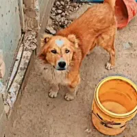 سگ گمشده|سگ|کرمانشاه, |دیوار