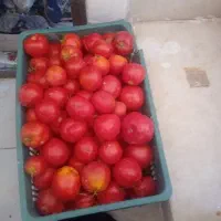گوجه فرنگی تحویل در محل ارگانیک.