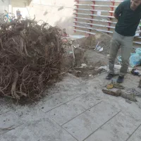 قطع کردن درخت برش درخت خرید درخت خریدچوب کندن درخت|خدمات باغبانی و درختکاری|مشهد, توس (بلوار توس)|دیوار